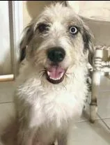 A young medium-sized female Australian Shepherd dog named Abigale for adoption in West Bloomfield, MI