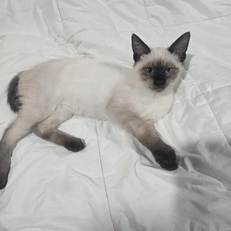 A baby small-sized male Seal Point Siamese cat named Carter. GF for adoption in Woodland Hills, CA