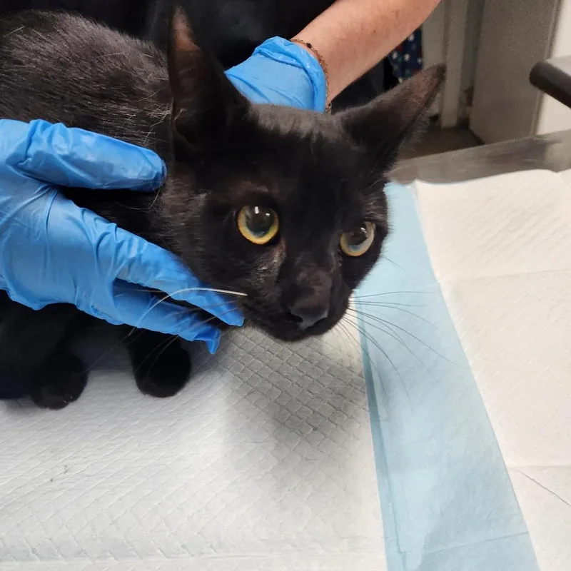 An adult medium-sized male Black Domestic Short Hair cat named Armando @ Petsmart On for adoption in Summerville, SC