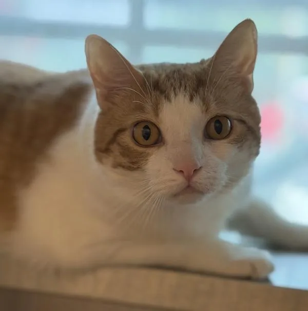 An adult medium-sized male Domestic Short Hair cat named PooPoo for adoption in Stratham, NH