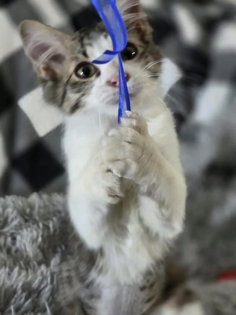 A young medium-sized female Domestic Short Hair cat named Cyndi for adoption in Mansfield, TX