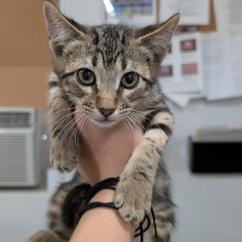 A baby small-sized male Brown / Chocolate Domestic Short Hair cat named Lonestar for adoption in Buchanan Dam, TX