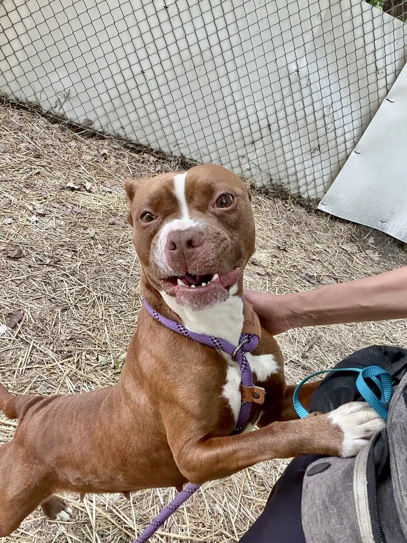 An adult medium-sized female Brown / Chocolate Pit Bull Terrier dog named Gossamer for adoption in Chicago, IL