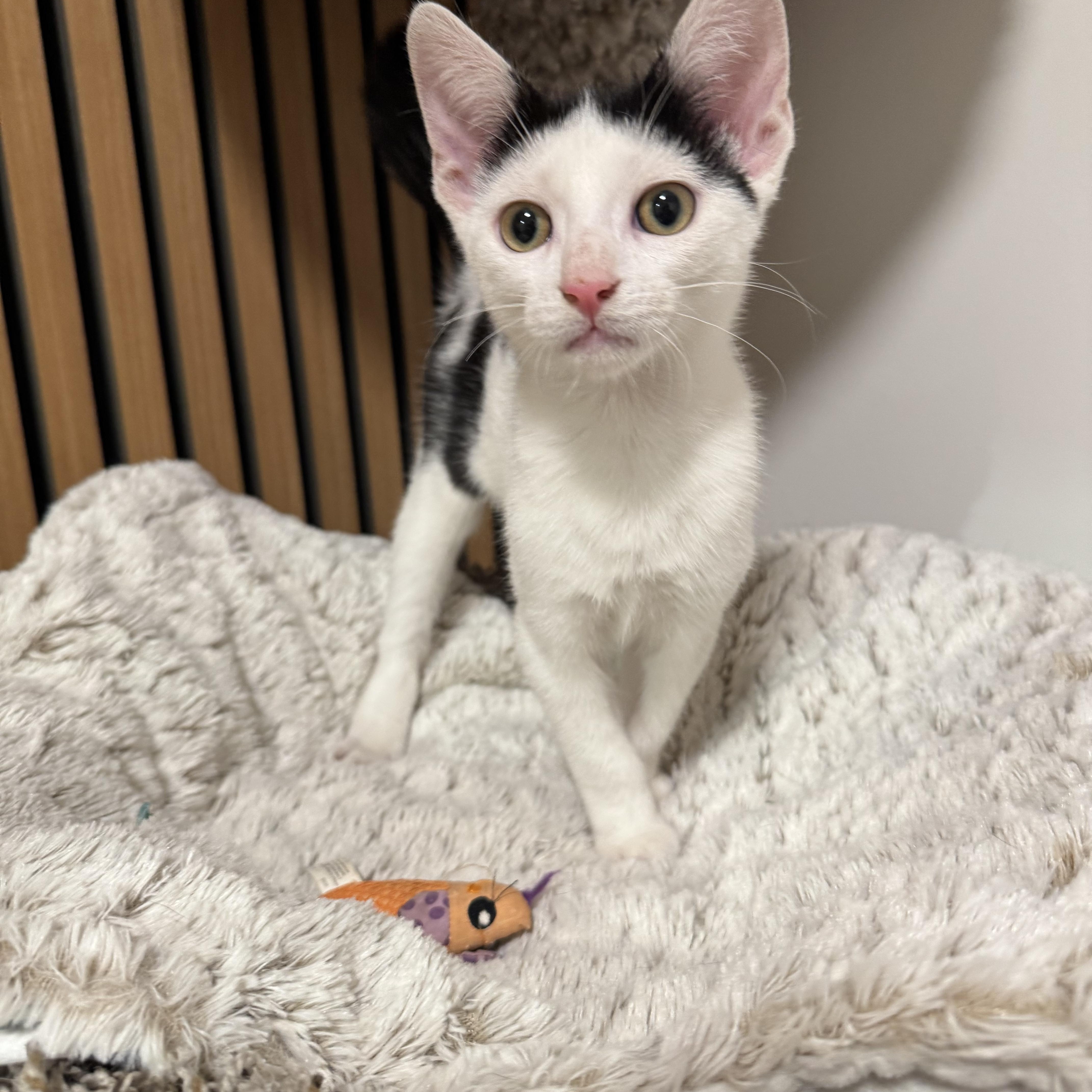 A baby small-sized male Domestic Short Hair cat named Brisket for adoption in Brooklyn, NY