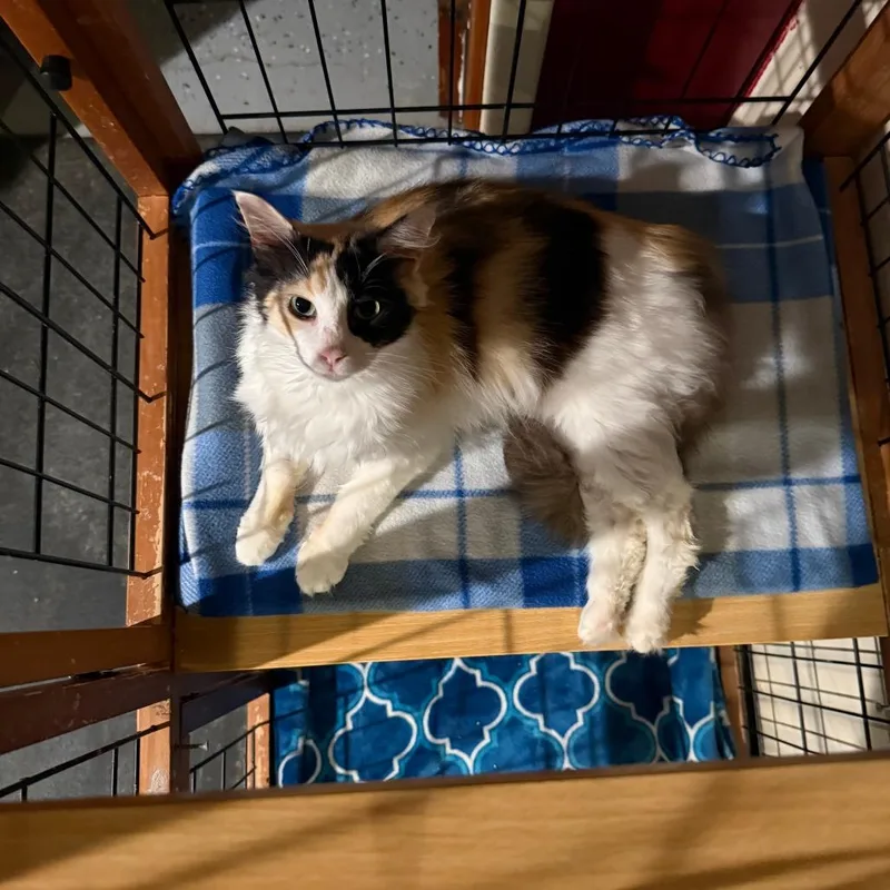 An adult small-sized female Calico Domestic Medium Hair cat named C Maizie for adoption in Franklin, PA