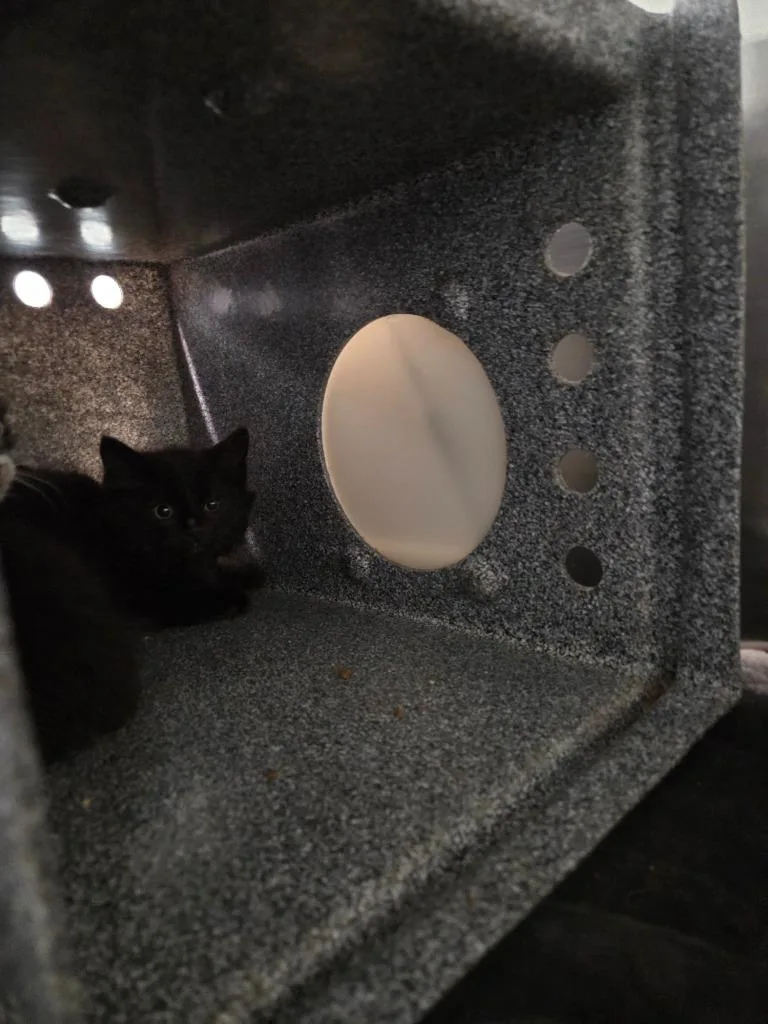 A baby medium-sized male Domestic Short Hair cat named Knight for adoption in Athens, TN
