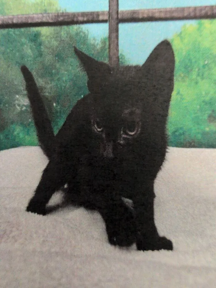 A baby small-sized female Black Domestic Short Hair cat named Mollie for adoption in Parker, CO
