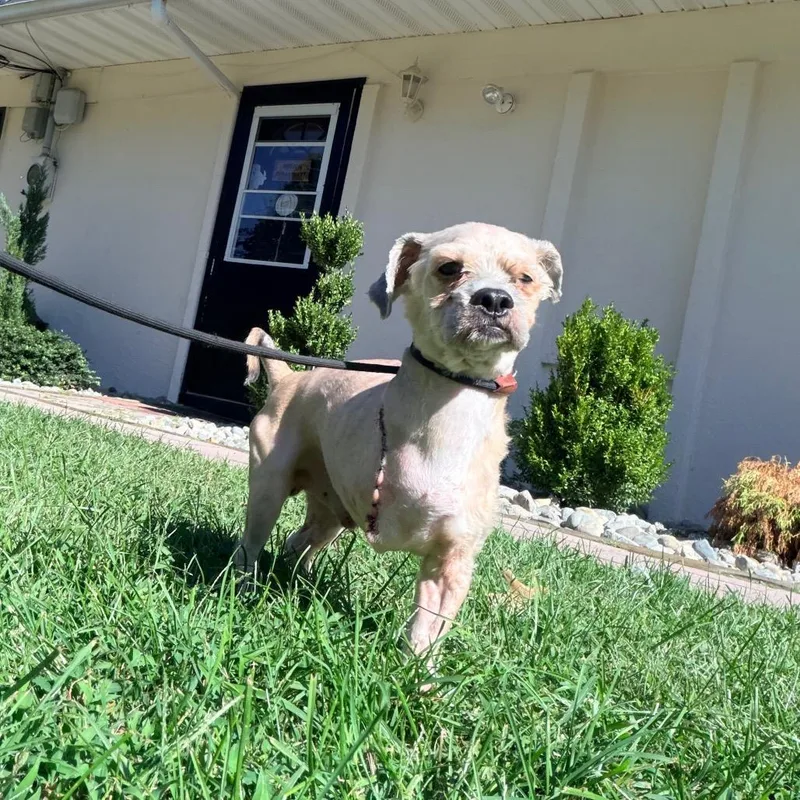 Brownie thumbnail 2