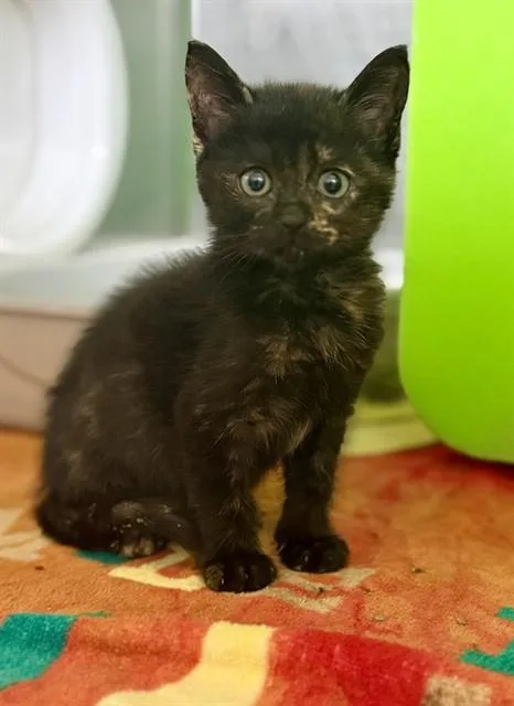 A baby small-sized female Domestic Short Hair cat named A for adoption in Conroe, TX