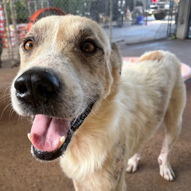 An adult medium-sized male White / Cream Anatolian Shepherd dog named Patchy for adoption in Lake Jackson, TX