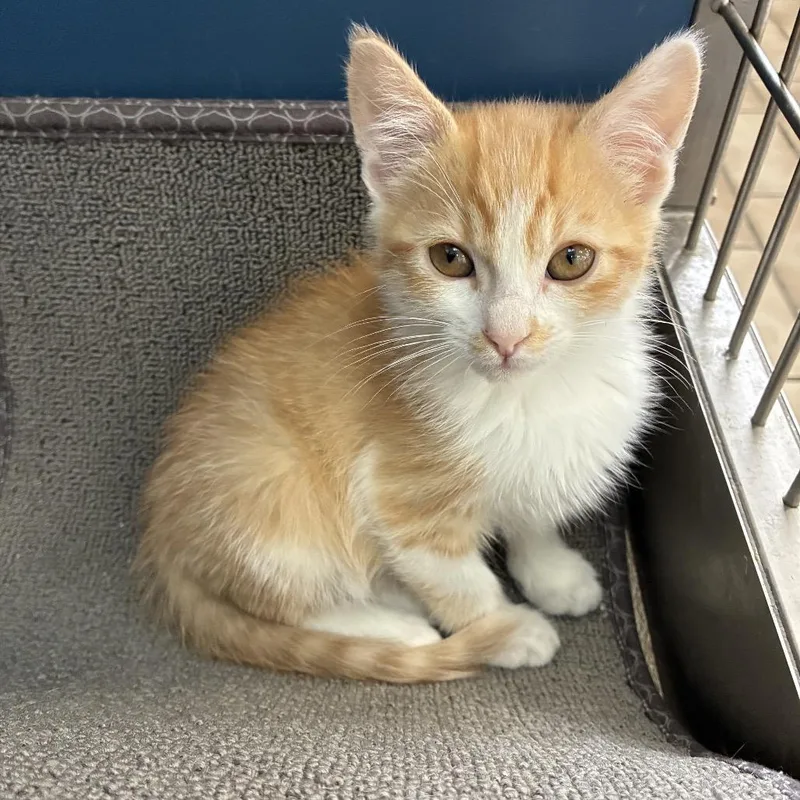 A baby small-sized male Orange / Red Domestic Short Hair cat named Carrot for adoption in Tulsa, OK