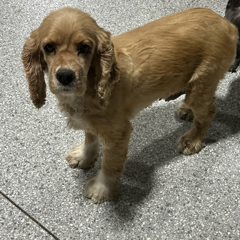 An adult small-sized female Yellow / Tan / Blond / Fawn Cocker Spaniel dog named Susie. Calm Sweet And for adoption in Antwerp, OH