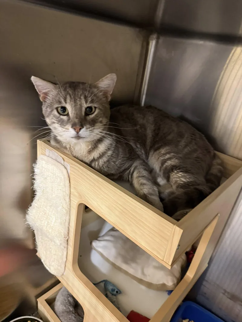 Karl Mcacc thumbnail 2