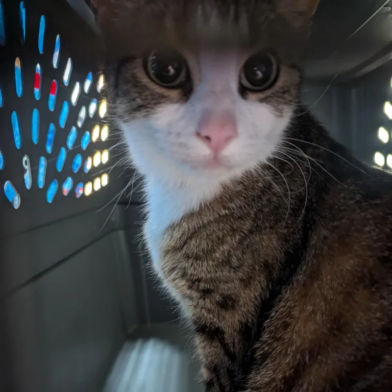 An adult medium-sized female Brown / Chocolate Domestic Short Hair cat named Twyla for adoption in Charlottesville, VA