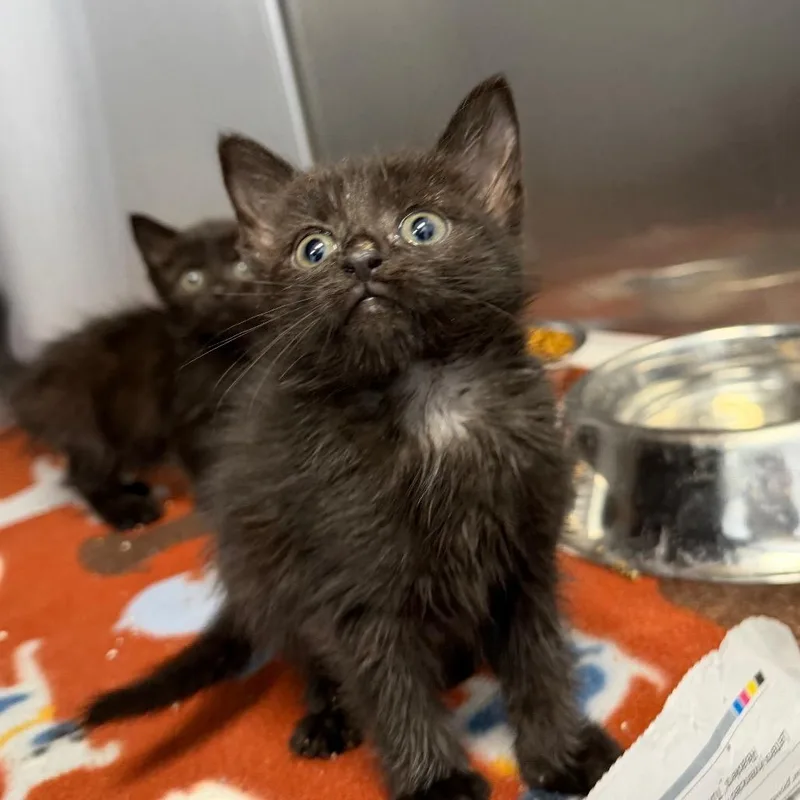 A baby small-sized female Black Domestic Short Hair cat named Sunshine for adoption in Martinsville, VA