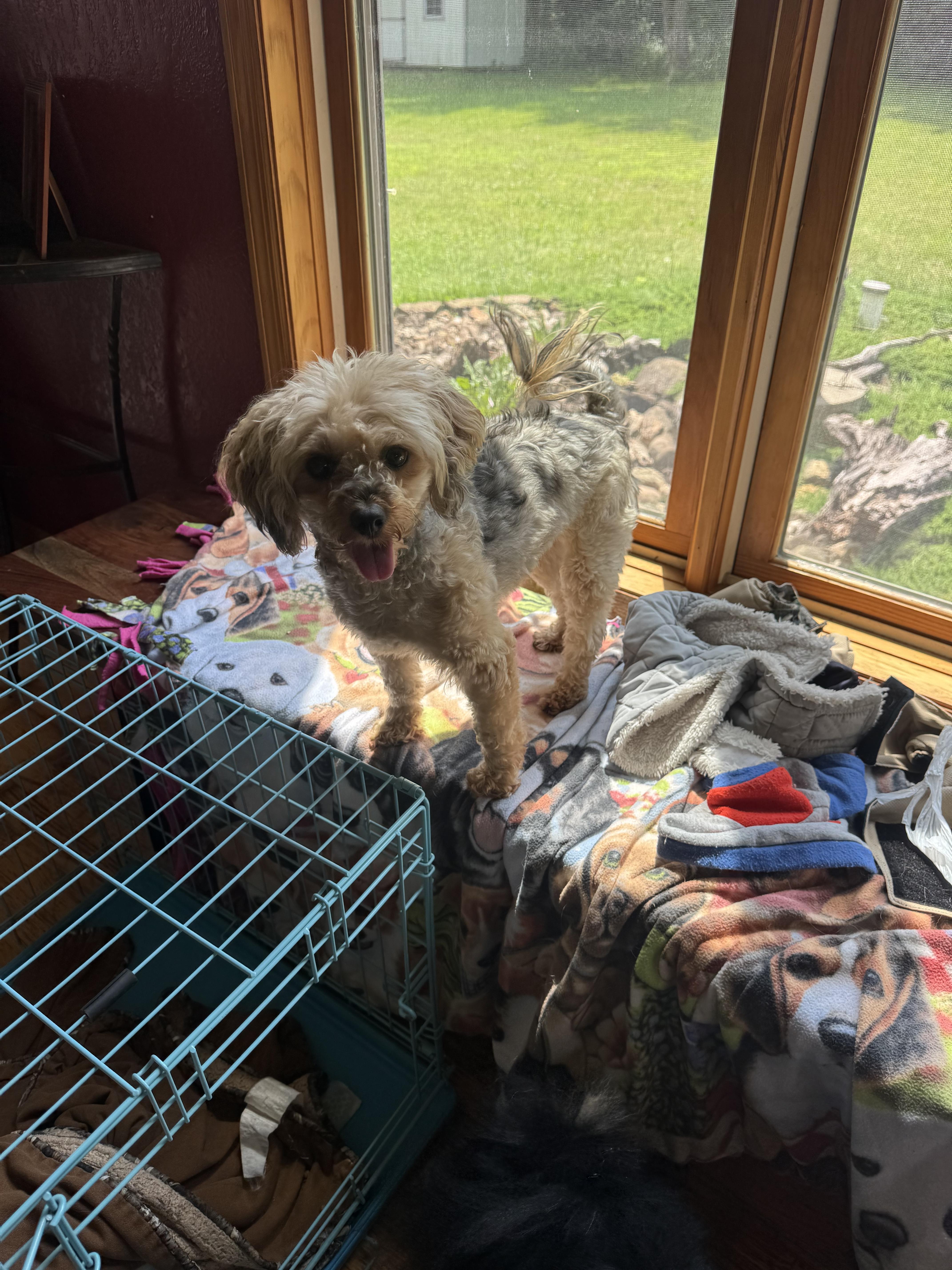 An adult small-sized male Yorkie Poo dog named Bear for adoption in Glenwood City, WI
