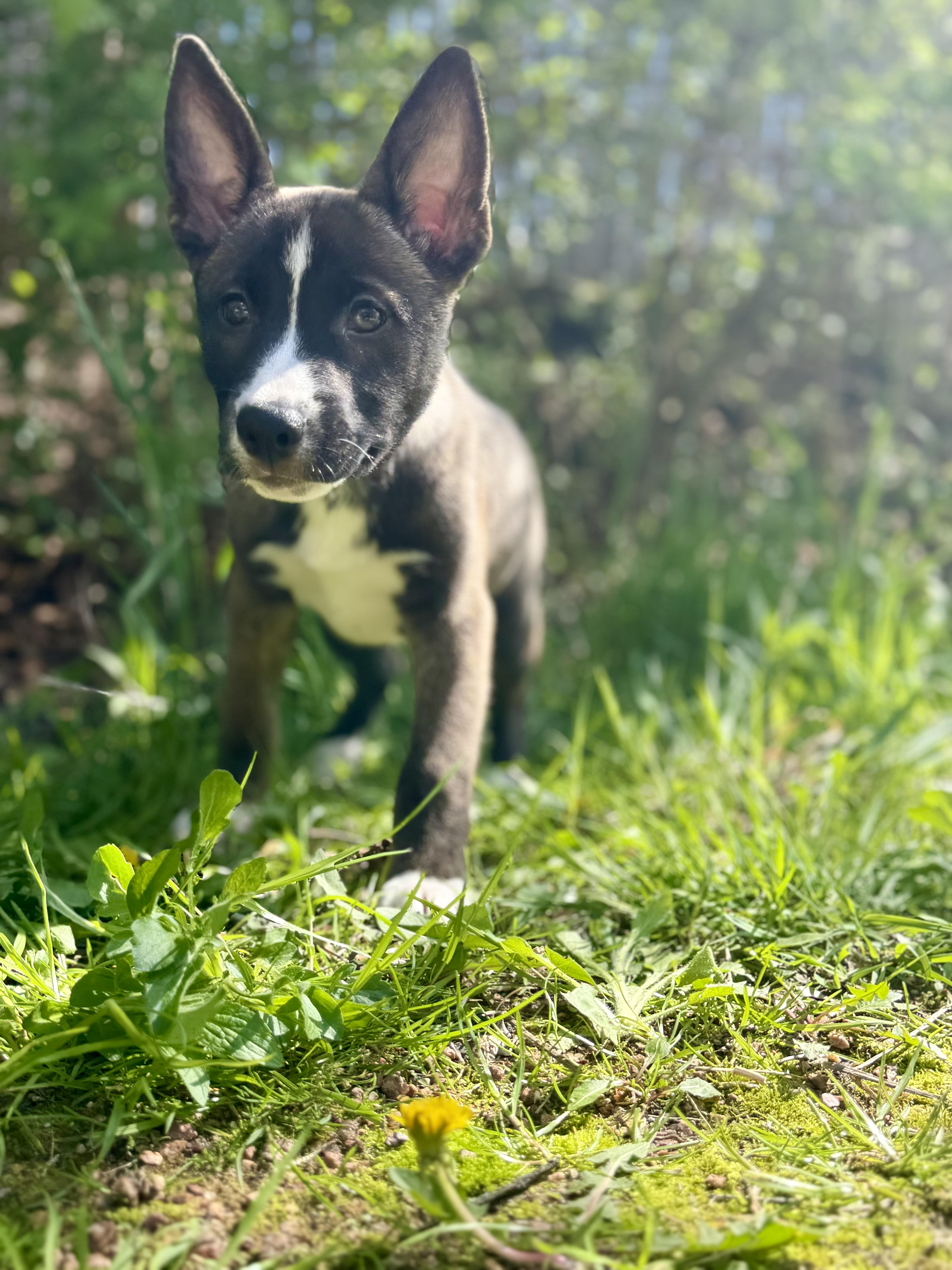 Cali