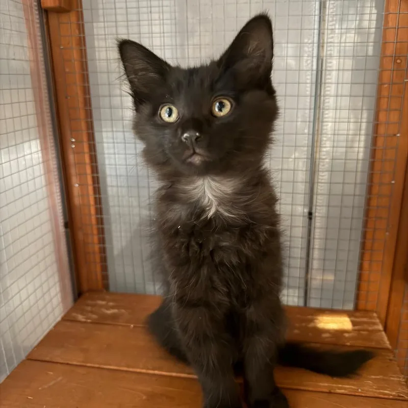 A baby small-sized female Black Domestic Medium Hair cat named Solana for adoption in Tustin, CA