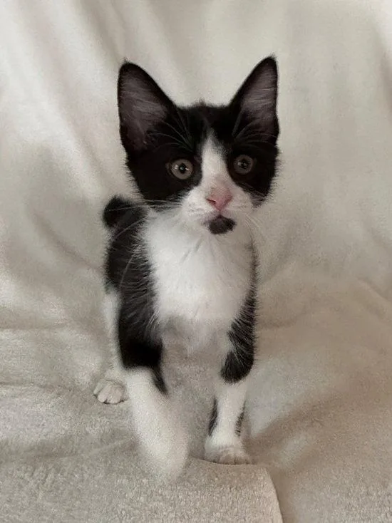 A young medium-sized male Domestic Short Hair cat named York for adoption in Nashville, TN