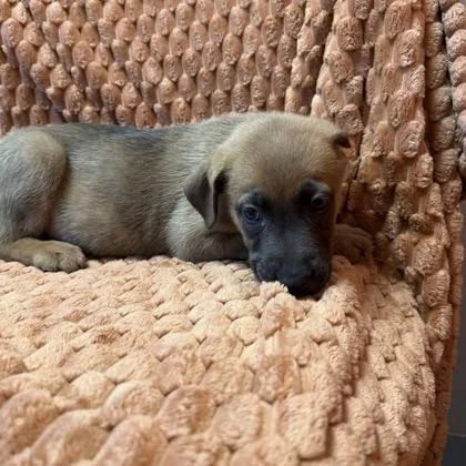 A baby small-sized female Mixed Breed dog named Princess Mulan for adoption in Janesville, WI