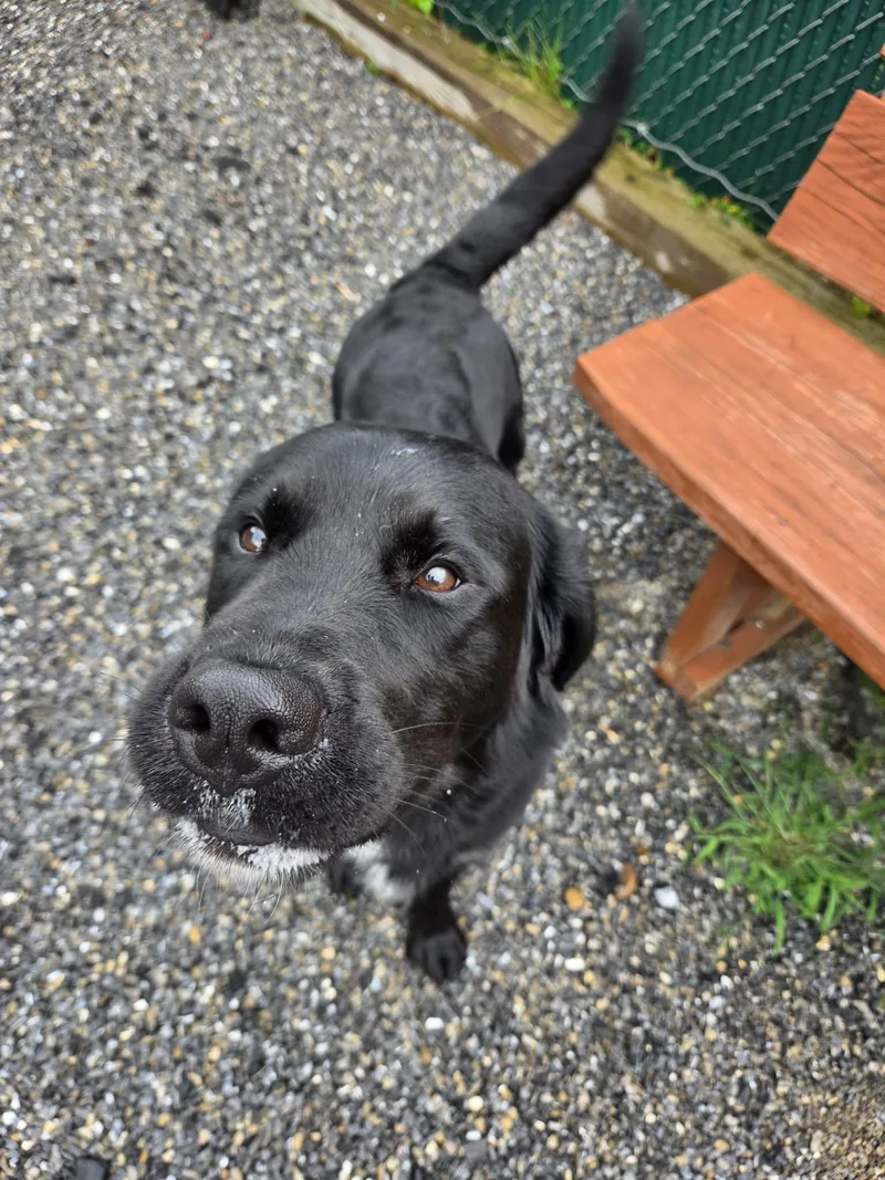 Duke