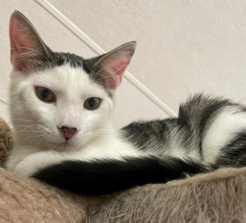 A baby medium-sized male Tabby (Brown / Chocolate) Domestic Short Hair cat named Skipper for adoption in Neillsville, WI