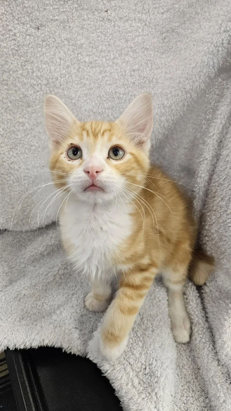 A baby medium-sized male Orange / Red Domestic Short Hair cat named Archie for adoption in Antioch, CA