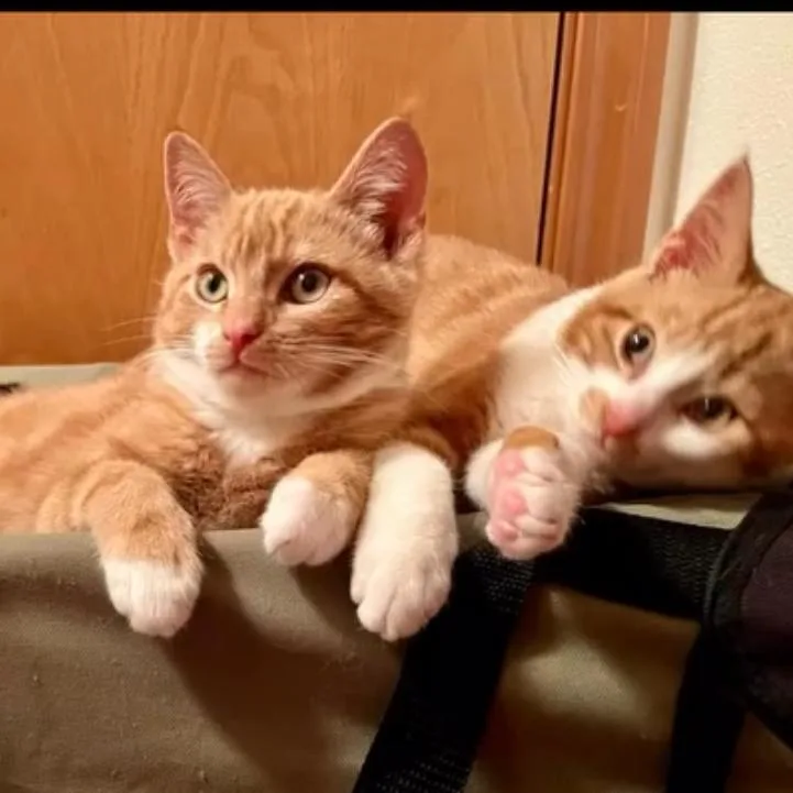 Flapjack thumbnail 2