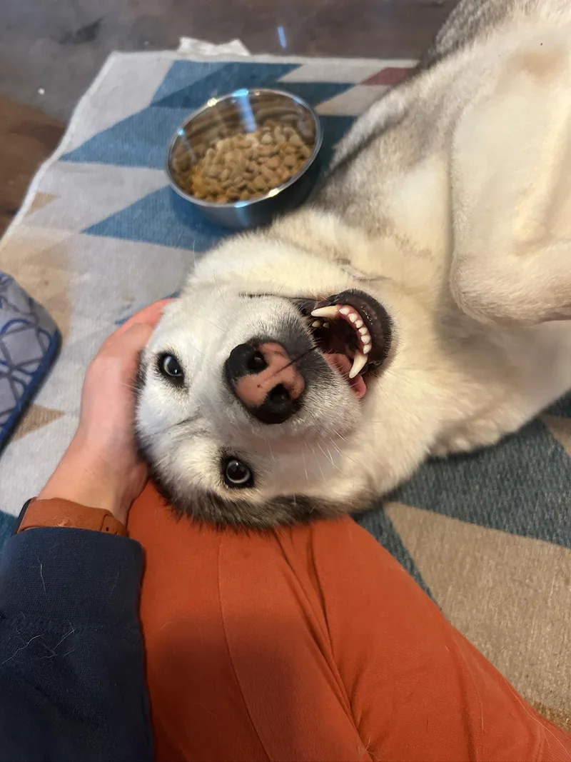 A young medium-sized female Husky dog named Mocha for adoption in santa monica, CA