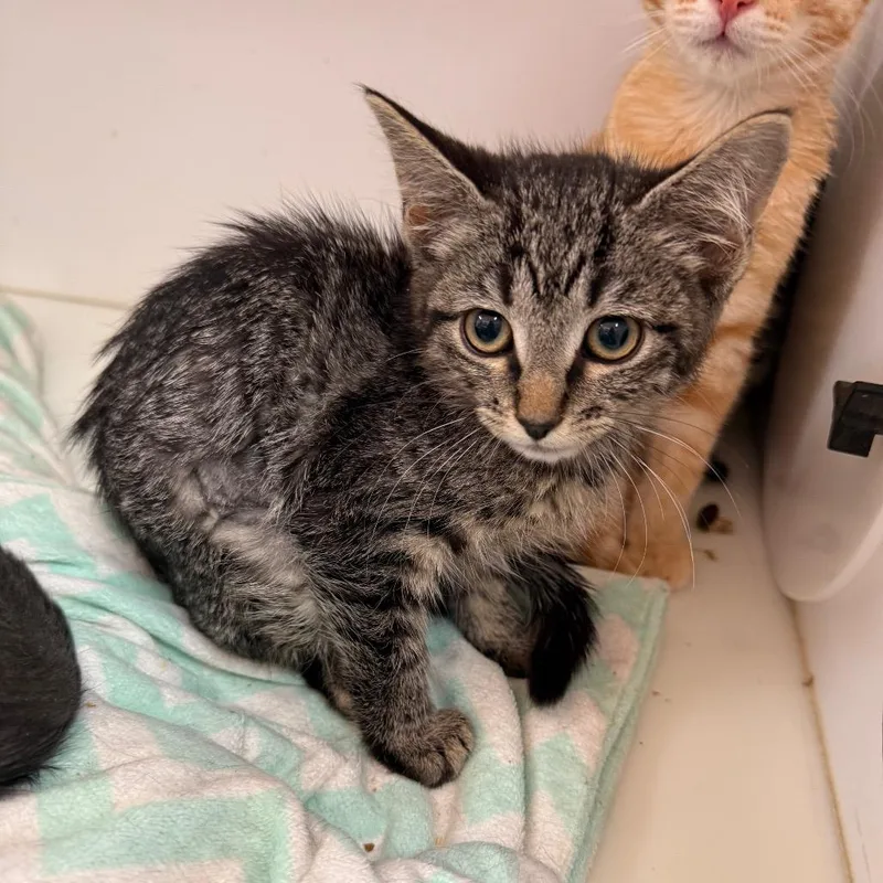 A baby small-sized female Brown / Chocolate Domestic Short Hair cat named Queue for adoption in Salt Lake City, UT