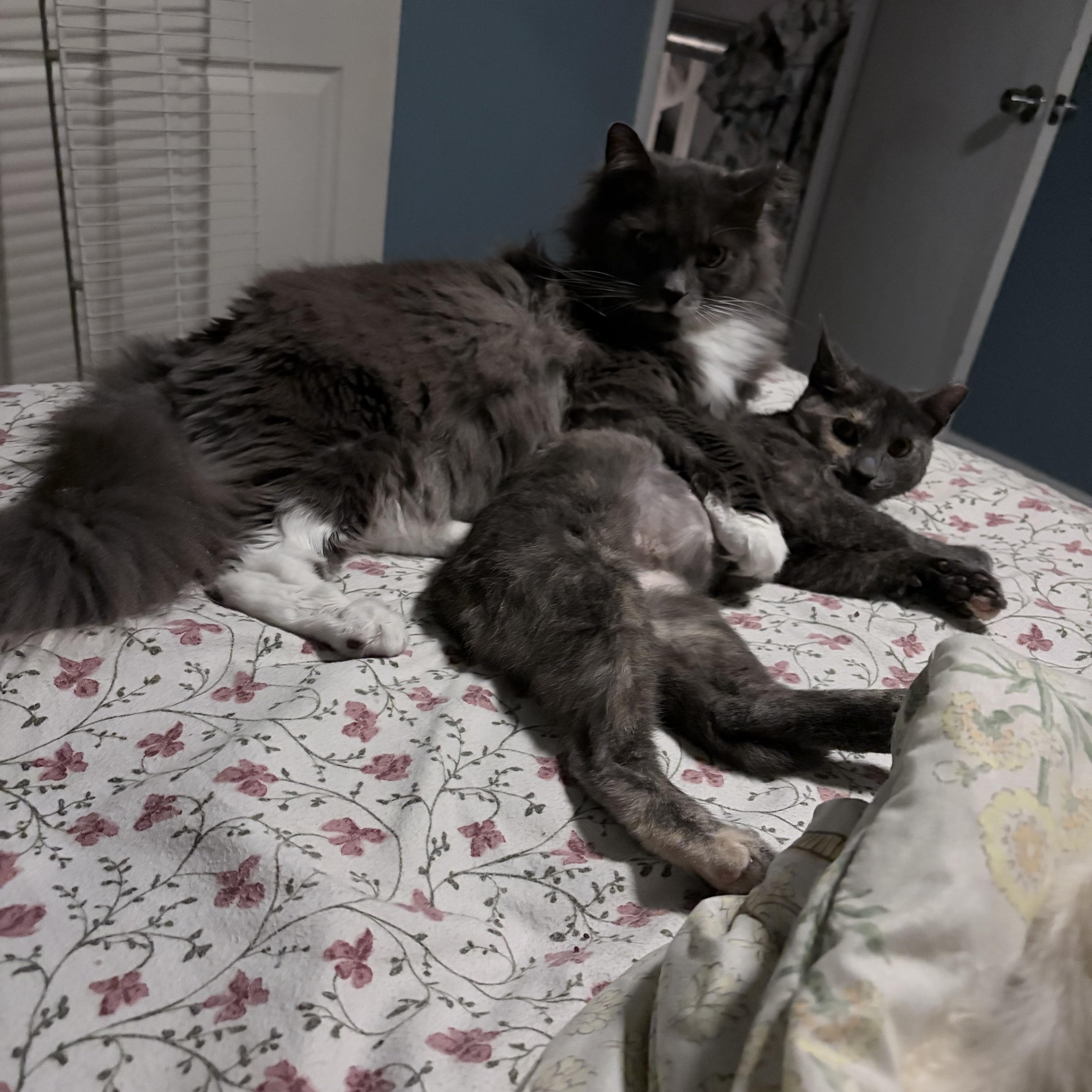 A young medium-sized female Domestic Short Hair cat named Stinkerbelle for adoption in Tampa, FL