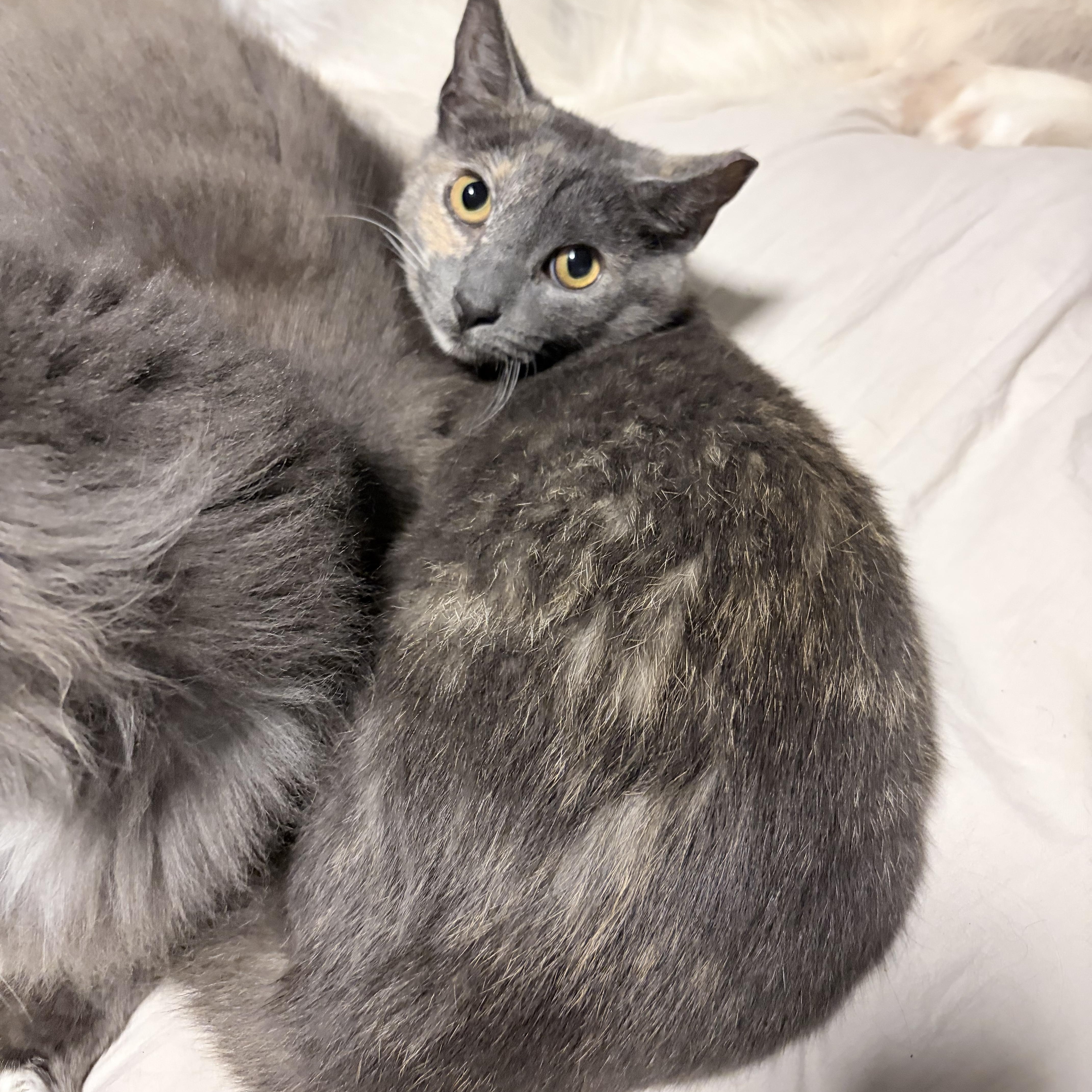 Stinkerbelle thumbnail 2