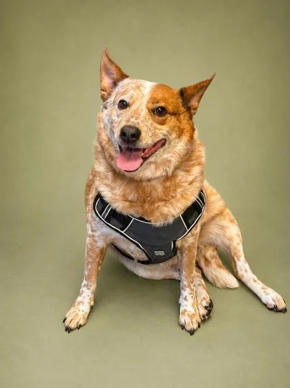 An adult medium-sized male Fox Terrier dog named Cubone for adoption in Bowling Green, KY