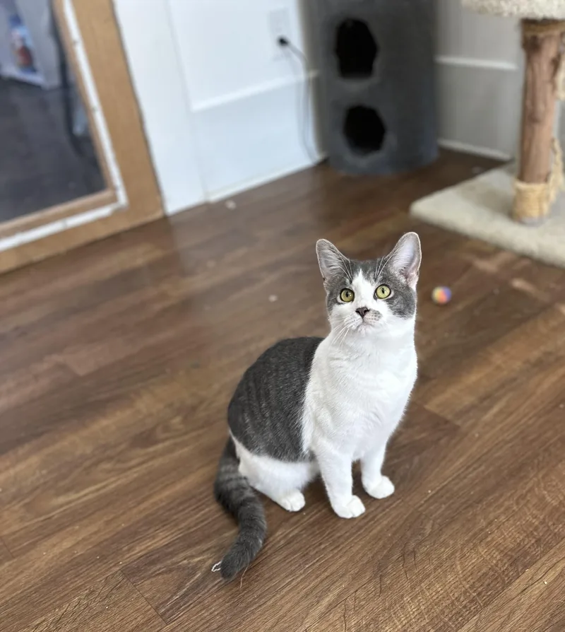 Little Jack thumbnail 2