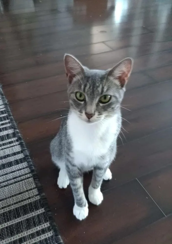 A young small-sized female Gray & White Domestic Short Hair cat named Shadow for adoption in Wendell, NC