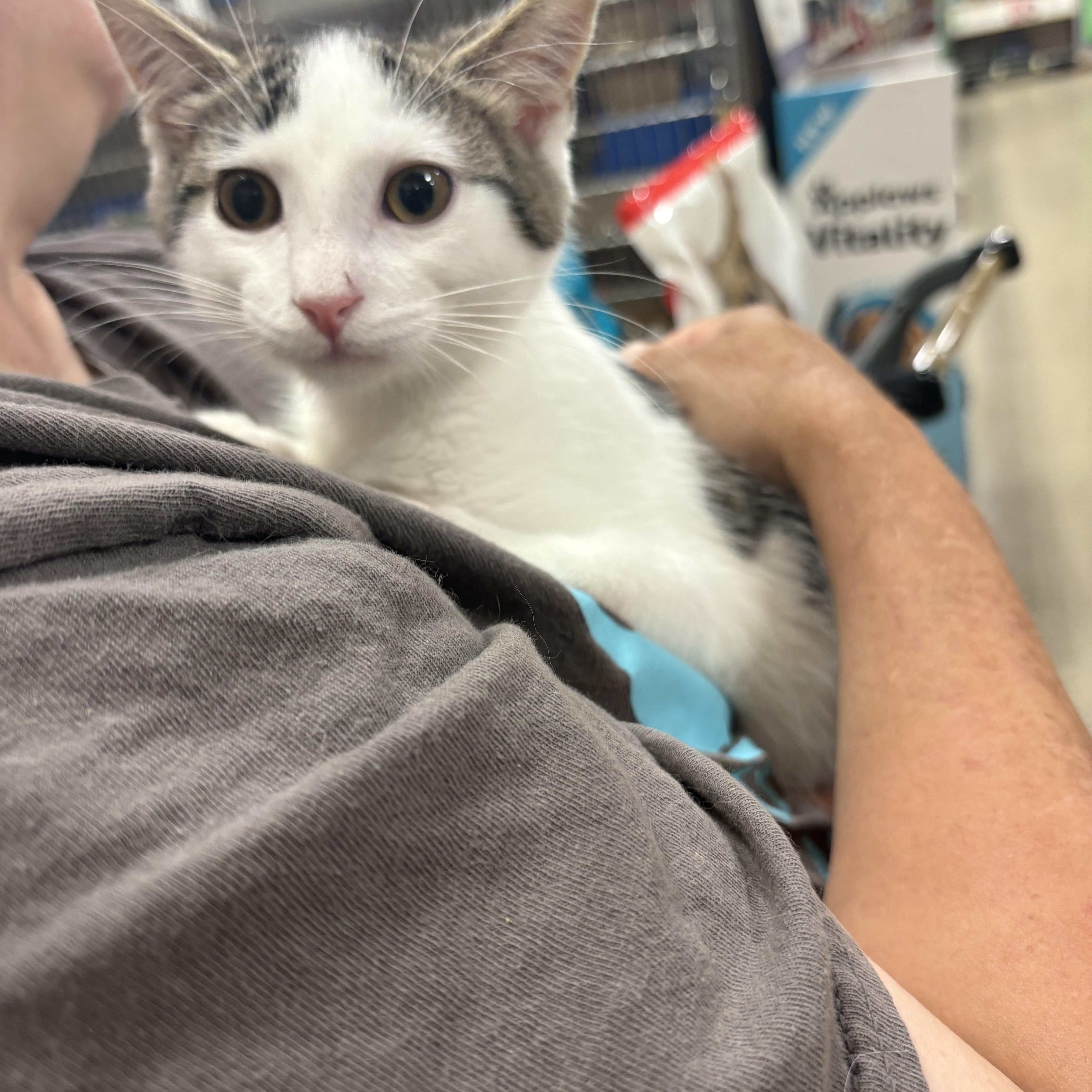 A baby small-sized male White Domestic Short Hair cat named Goofy for adoption in Highland, IN