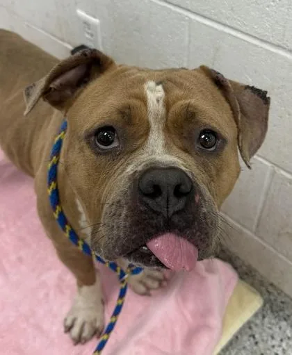An adult extra large-sized male Brown / Chocolate Pit Bull Terrier dog named Sloppy Joe for adoption in Kansas City, MO