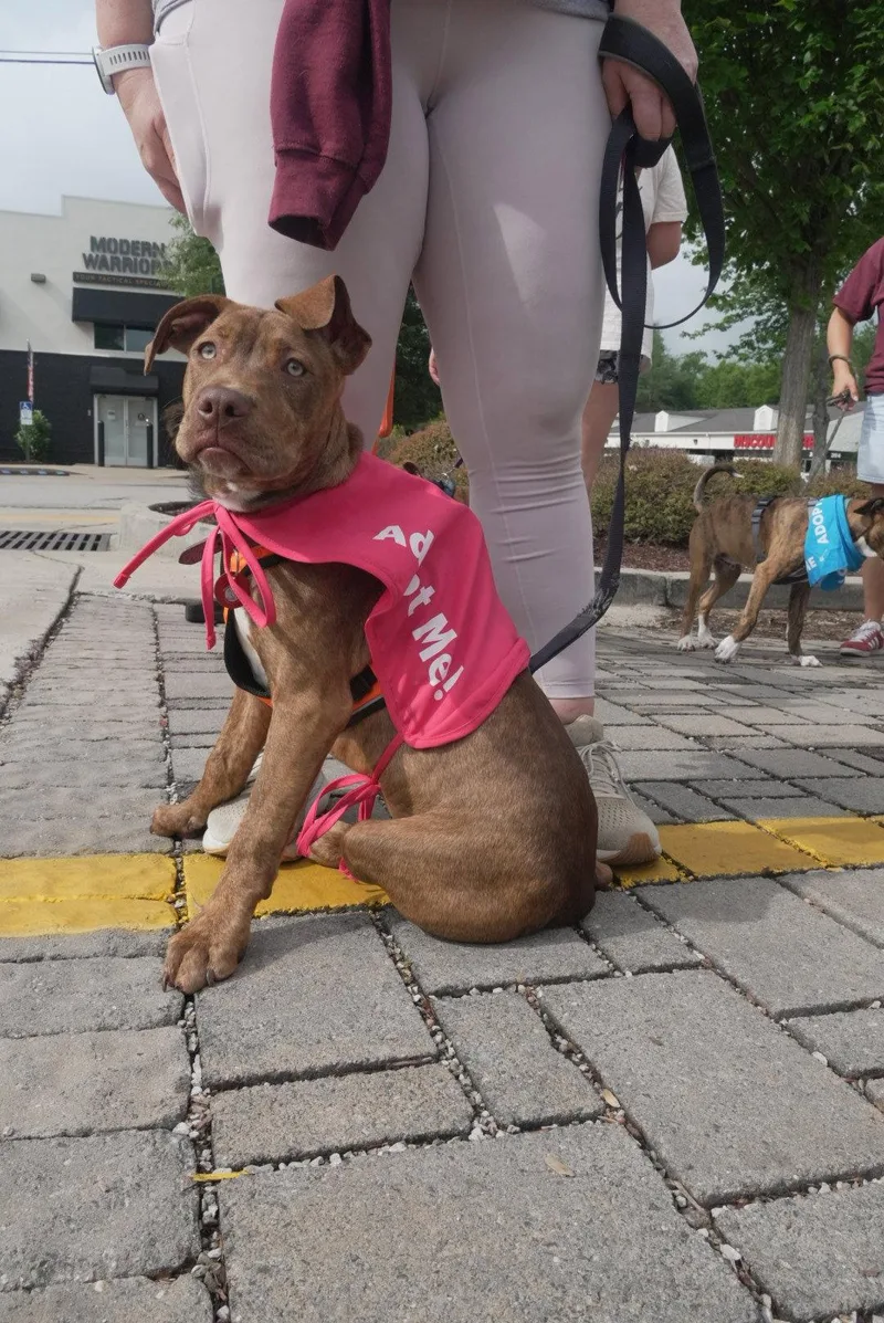 A young large-sized female Pit Bull Terrier dog named Dilly for adoption in Nashville, TN