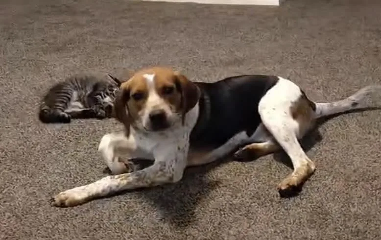 A young medium-sized male Beagle dog named Copper T for adoption in Tampa, FL