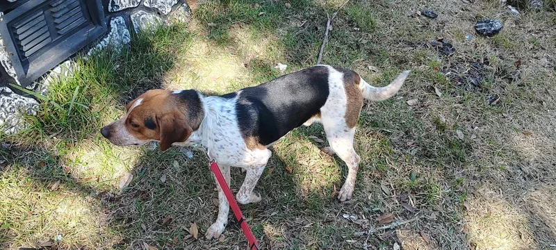 Copper T thumbnail 2