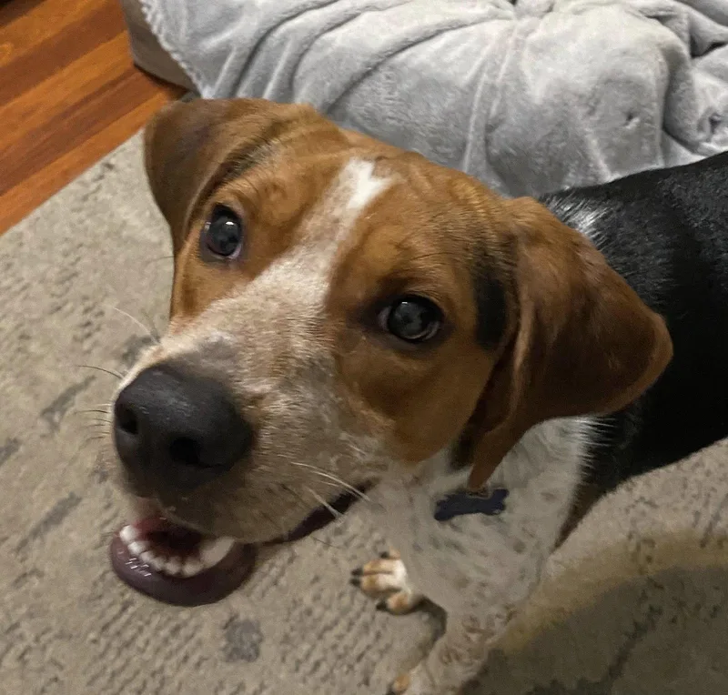 Copper T thumbnail 3