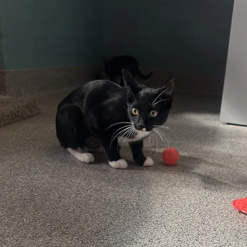A baby small-sized female Domestic Short Hair cat named Ava for adoption in Sarasota, FL