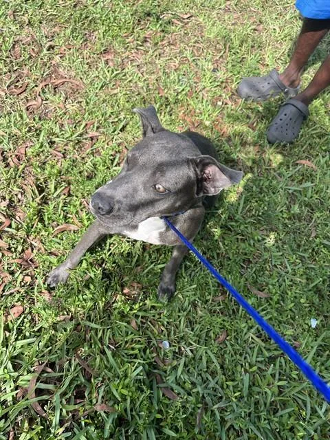 A young medium-sized female Terrier dog named Martha for adoption in Miami, FL