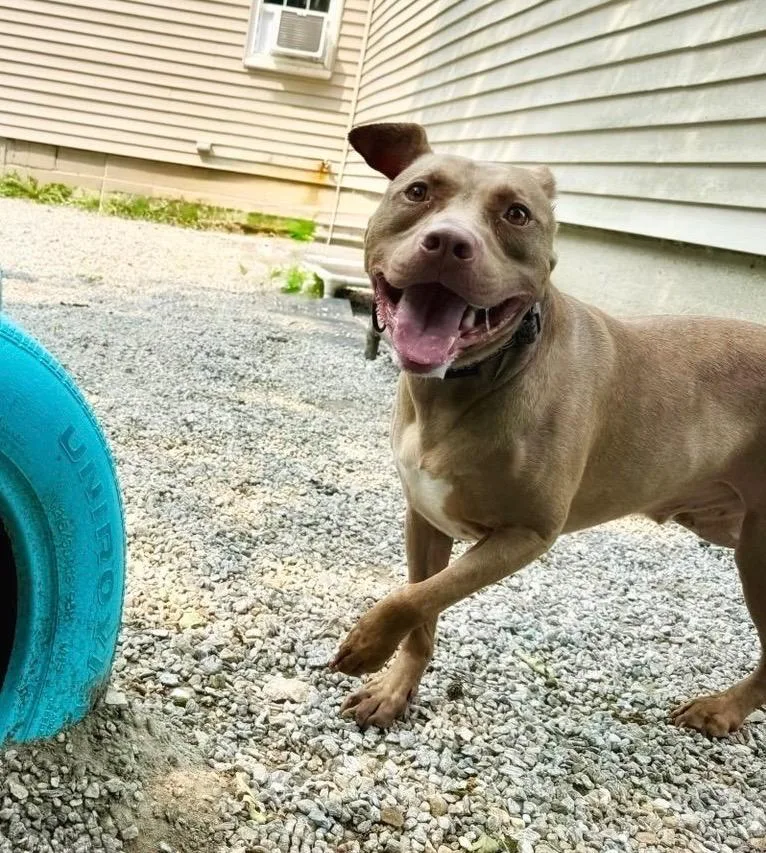 Hershey  Local thumbnail 2