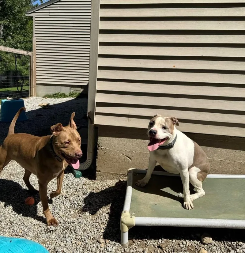 Hershey  Local thumbnail 4