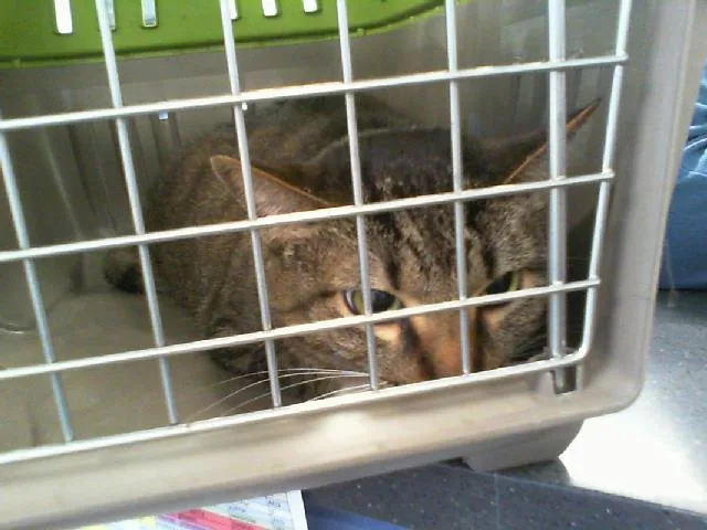 An adult medium-sized female Domestic Short Hair cat named Viola for adoption in Charlotte, NC