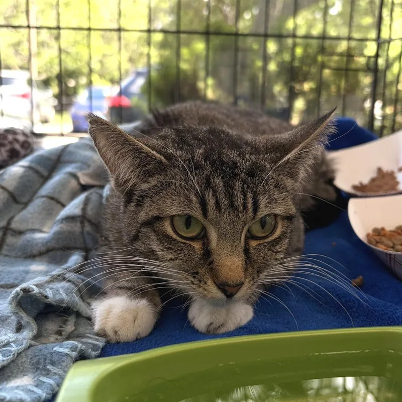 A young medium-sized female Brown / Chocolate Domestic Short Hair cat named Madeleine for adoption in Deerfield, IL