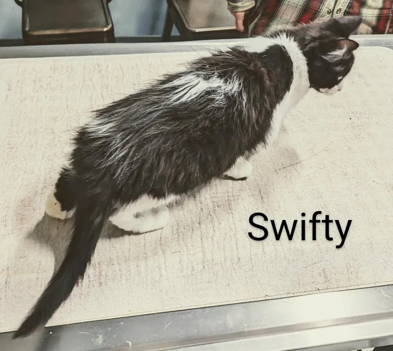 Swifty thumbnail 3