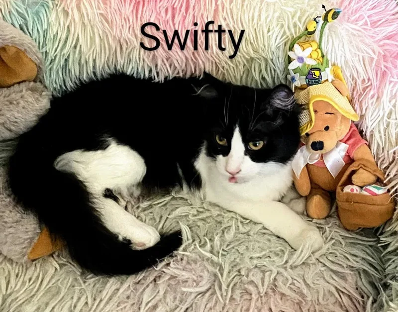 Swifty thumbnail 4