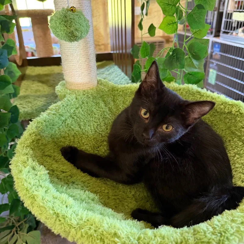 A baby small-sized male Black Domestic Short Hair cat named Prince for adoption in Park Falls, WI